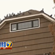 Illustration for article titled Seattle Neighbors Are Seriously Pissed About Those Crows That Bring Gifts to an 8-year-old Girl